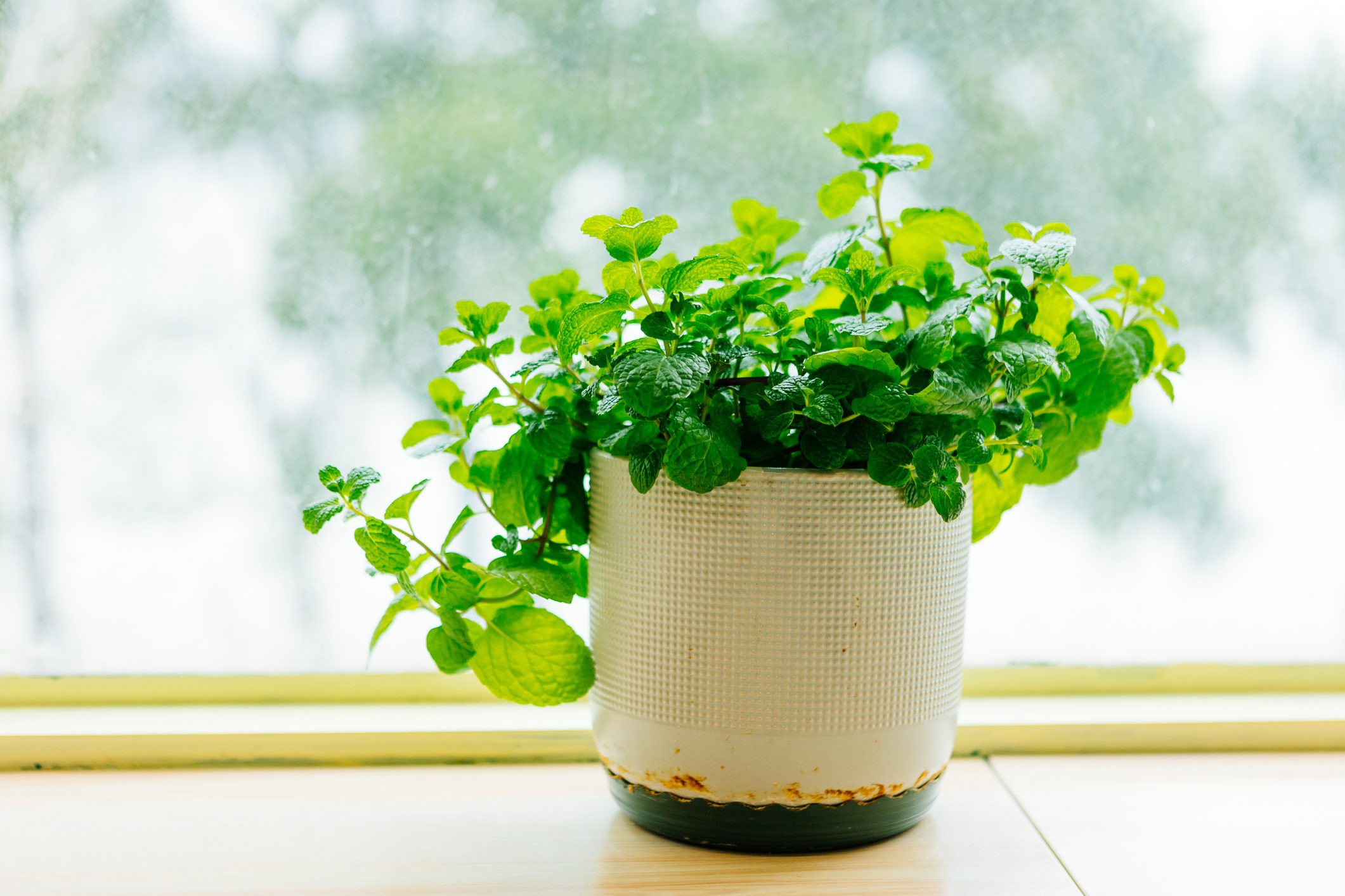 How to plant mint in a cup to decorate and perfume the whole house? 4 plant mint at home