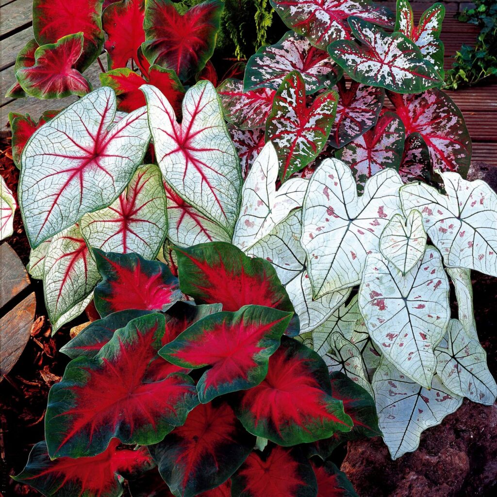 10 Outdoor Plants That Are Almost Impossible To Kill 7 10 Outdoor Plants That Are Almost Impossible To Kill
