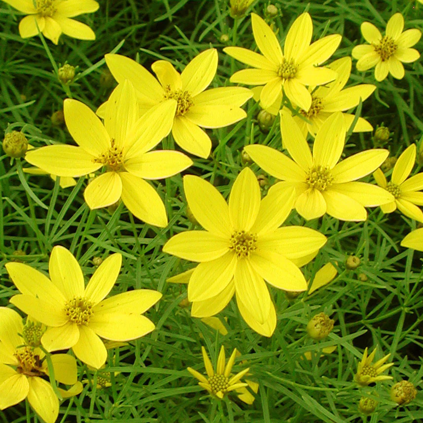10 Outdoor Plants That Are Almost Impossible To Kill 2 10 Outdoor Plants That Are Almost Impossible To Kill