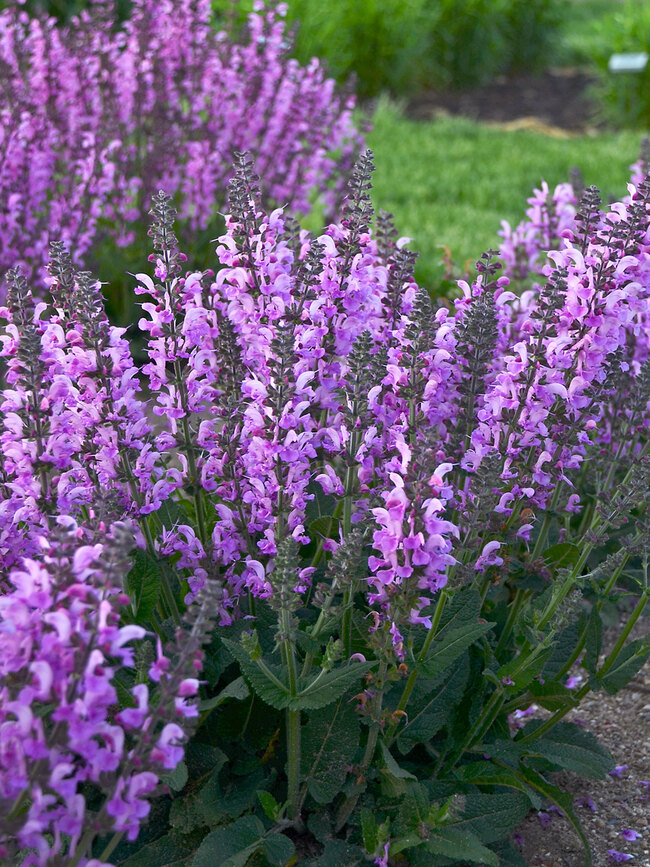 10 Outdoor Plants That Are Almost Impossible To Kill 1 10 Outdoor Plants That Are Almost Impossible To Kill