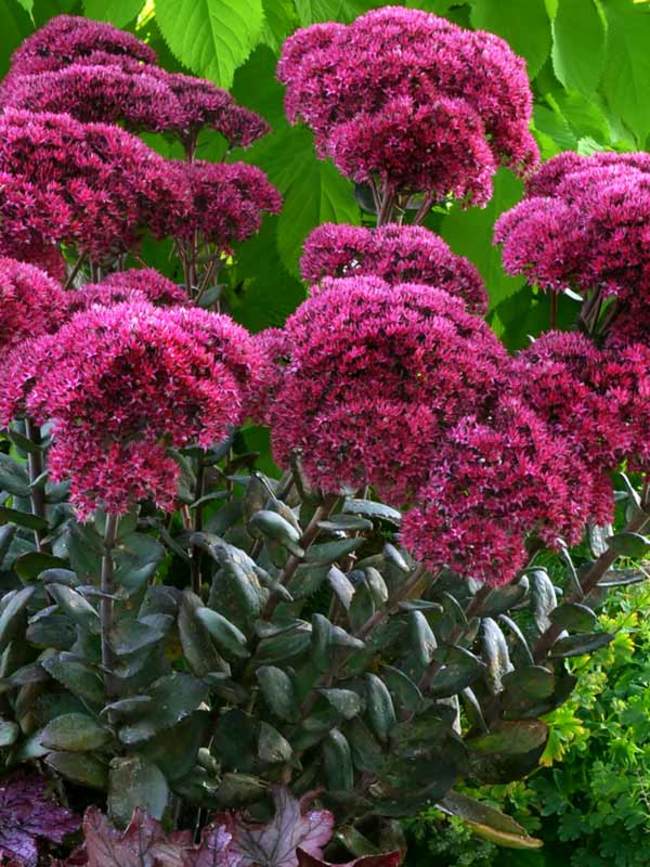 10 Outdoor Plants That Are Almost Impossible To Kill 8 10 Outdoor Plants That Are Almost Impossible To Kill
