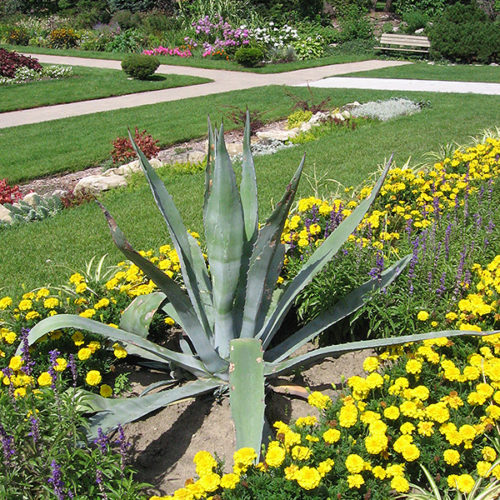 10 Outdoor Plants That Are Almost Impossible To Kill 5 10 Outdoor Plants That Are Almost Impossible To Kill