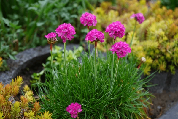 10 Outdoor Plants That Are Almost Impossible To Kill 3 10 Outdoor Plants That Are Almost Impossible To Kill