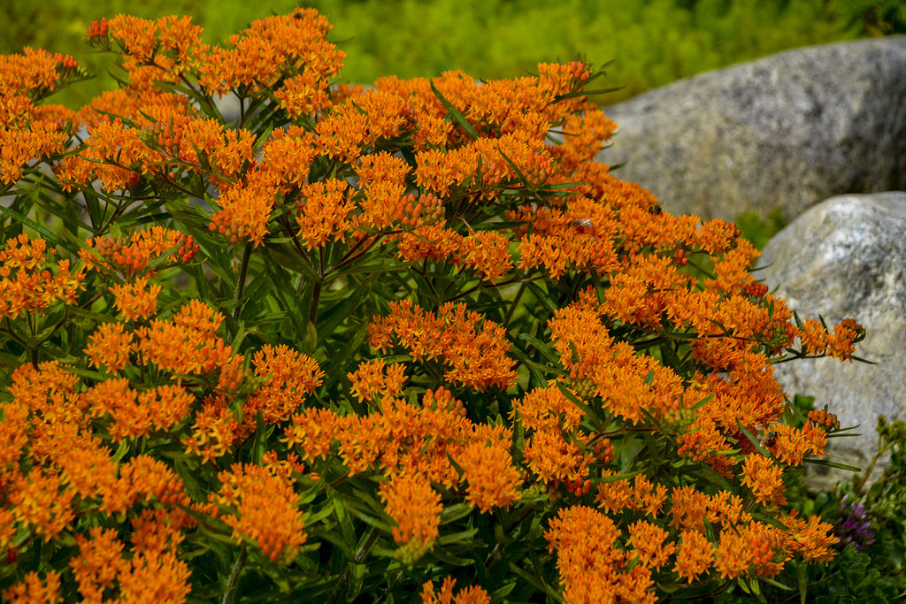 10 Outdoor Plants That Are Almost Impossible To Kill 4 10 Outdoor Plants That Are Almost Impossible To Kill