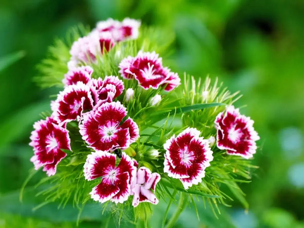 10 Outdoor Plants That Are Almost Impossible To Kill 6 10 Outdoor Plants That Are Almost Impossible To Kill