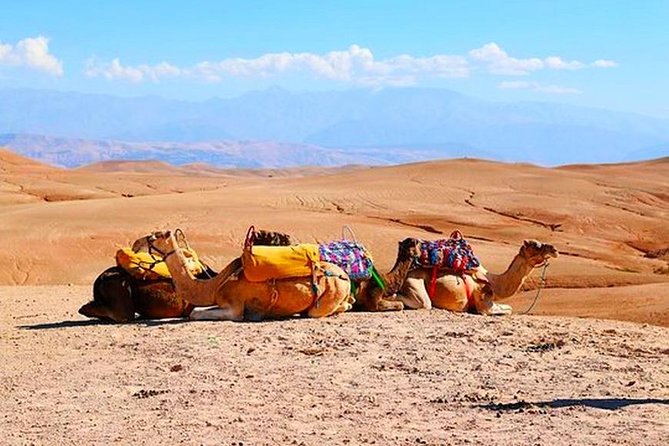 Marrakech: Desert & Atlas Mountains Day Trip with Camel Ride From $17.67 2 Marrakech: Desert & Atlas Mountains Day Trip with Camel Ride From $17.67
