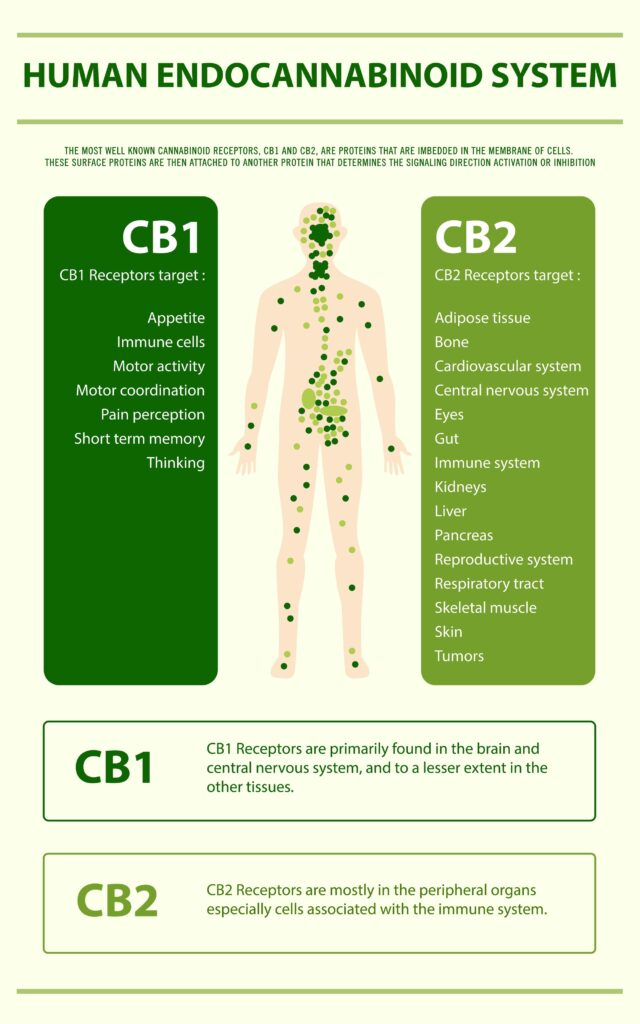 CBD Guide: Benefits, Science & What Actually Works 2 CBD Guide: Benefits, Science & What Actually Works